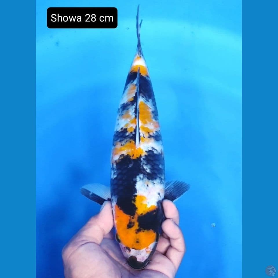 showa 28 cm