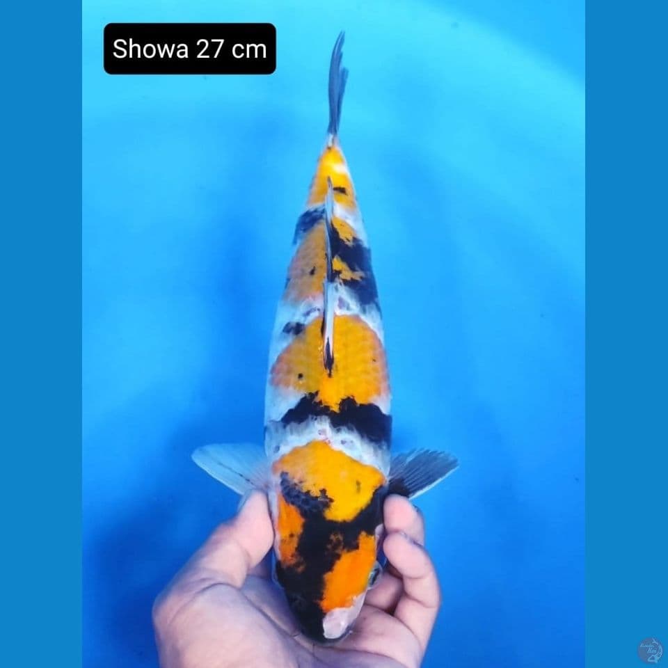 showa 27cm