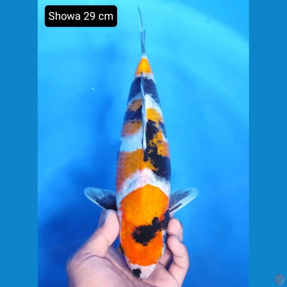 showa 29cm