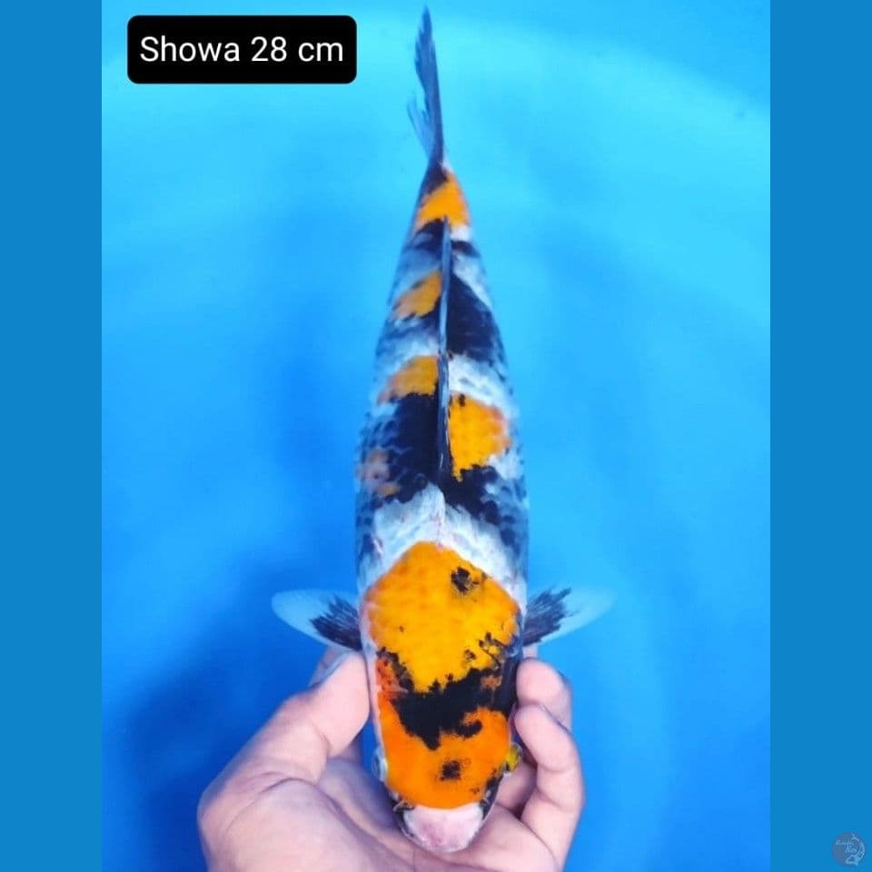 showa 28cm