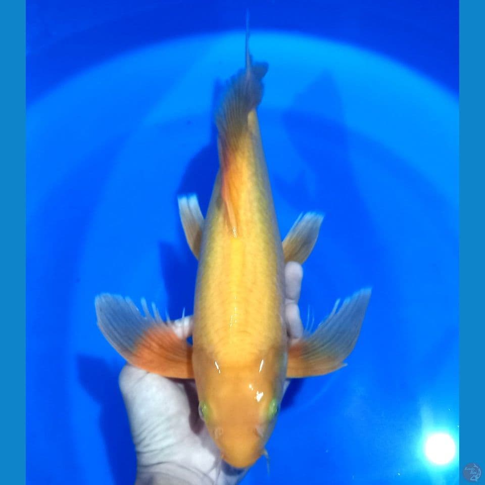 KUMPAY KARASHI BERPUNUK 36CM MALE