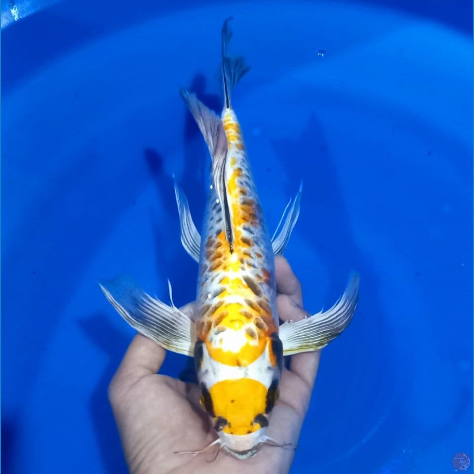 KUMPAY YELLOW ARAGOKE 30CM MALE