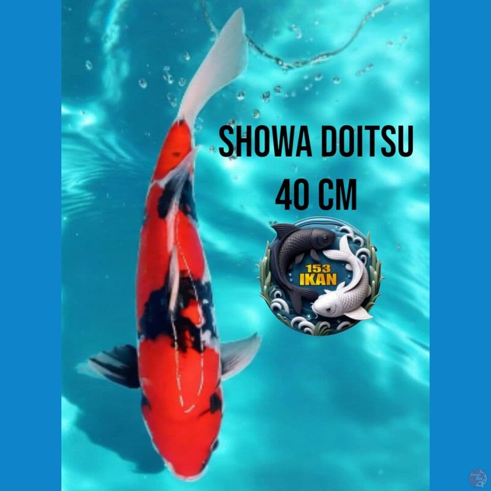 Showa Doitsu