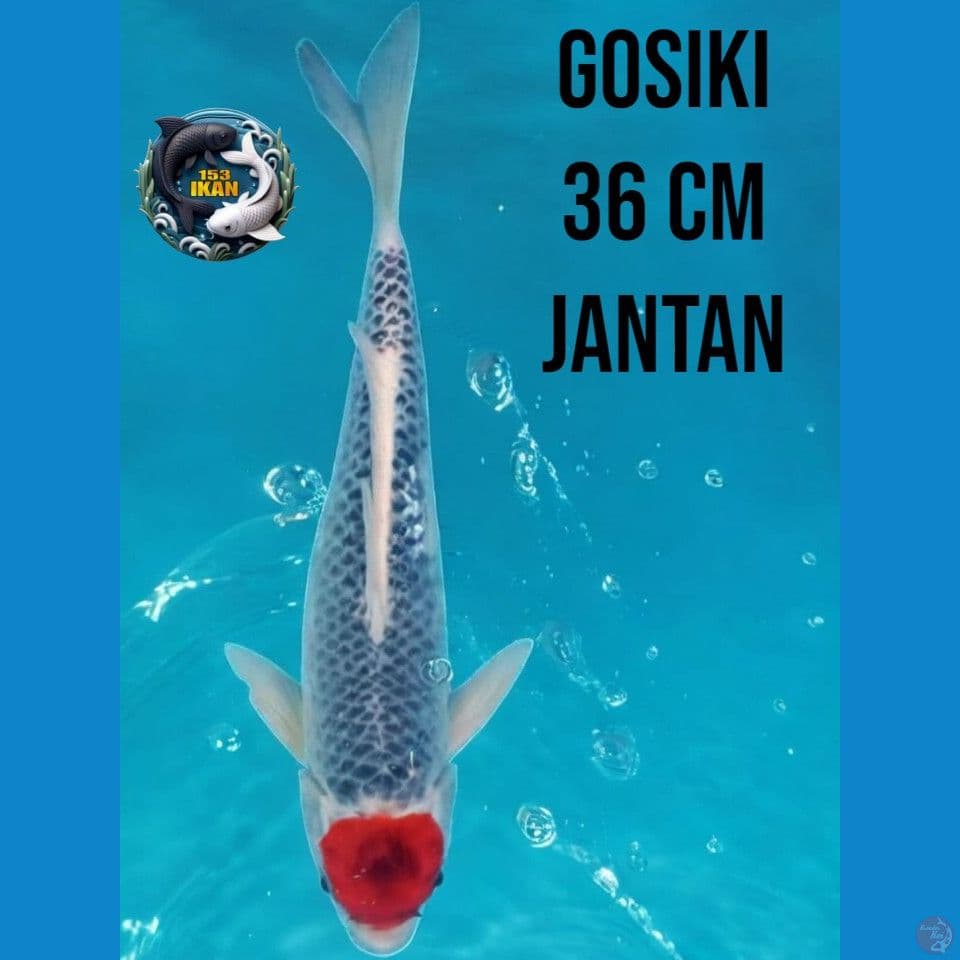 Goshiki Jantan