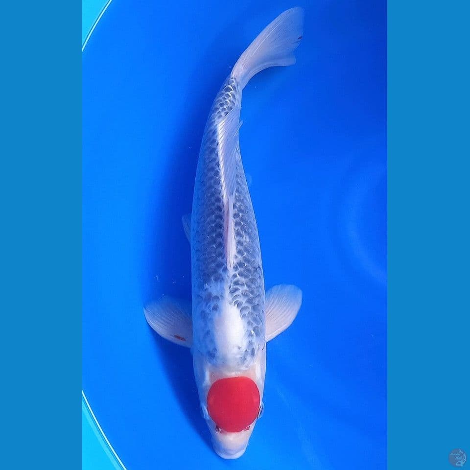 TANCHO GOSHIKI 46CM MALE