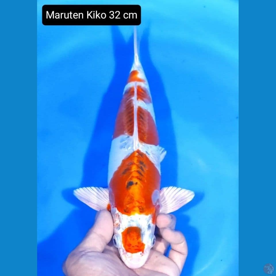 kiko 32cm