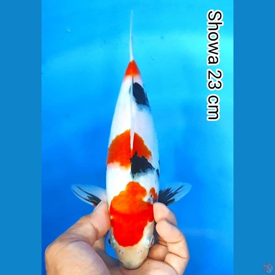 showa 23cm