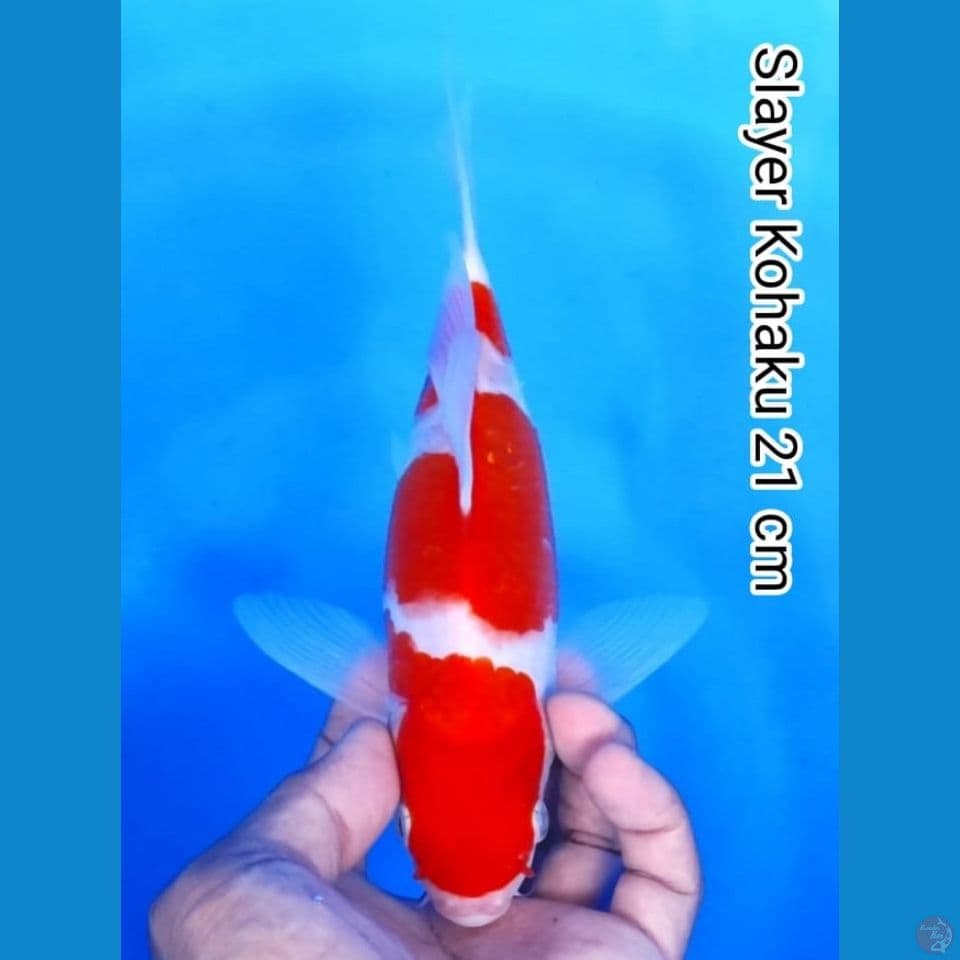 kohaku slayer 21cm