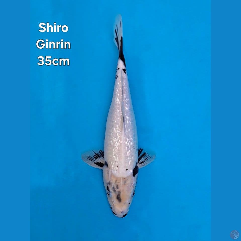 F1 SHIRO GINRIN 35CM