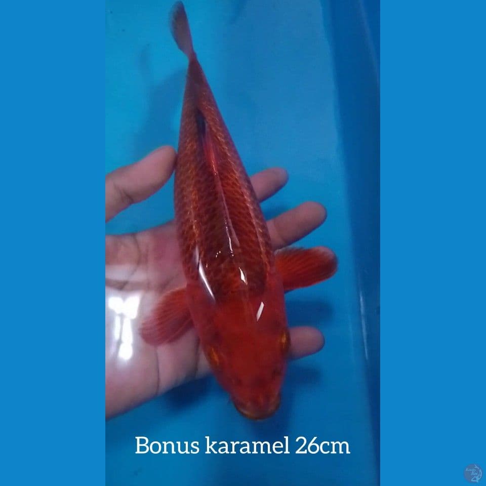 hiutsuri Shinoda ???????? 24cm + bonus