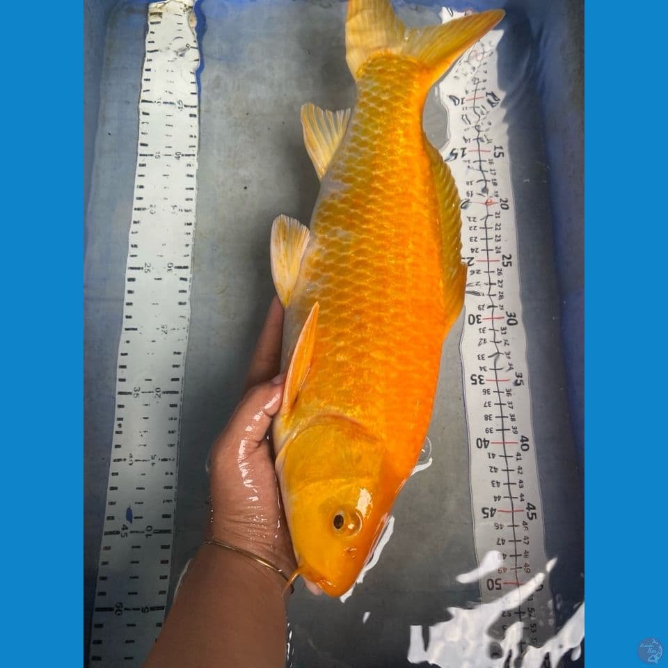 karashi ginrin 45 male