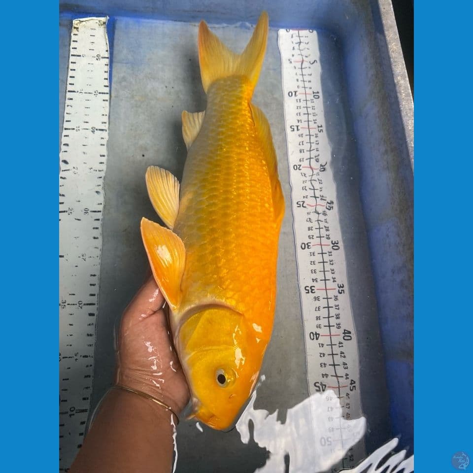 karashi ginrin 42 male