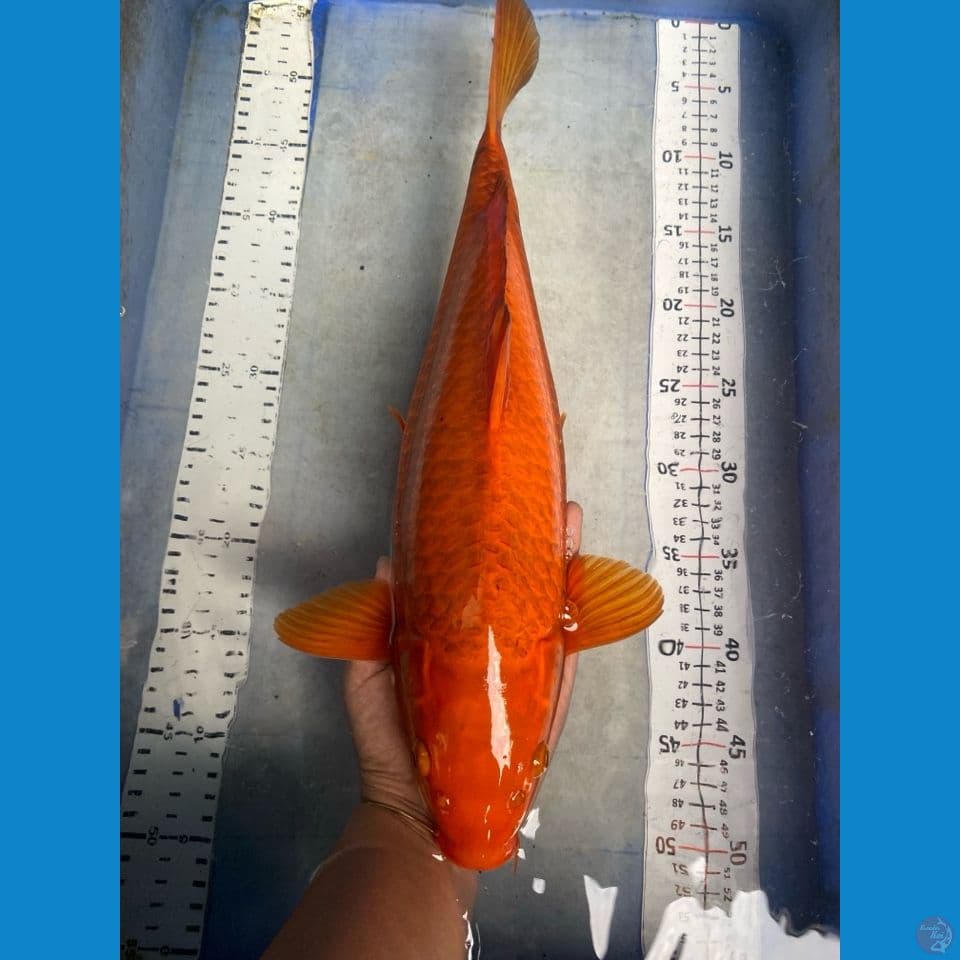 chagoi 43 cm