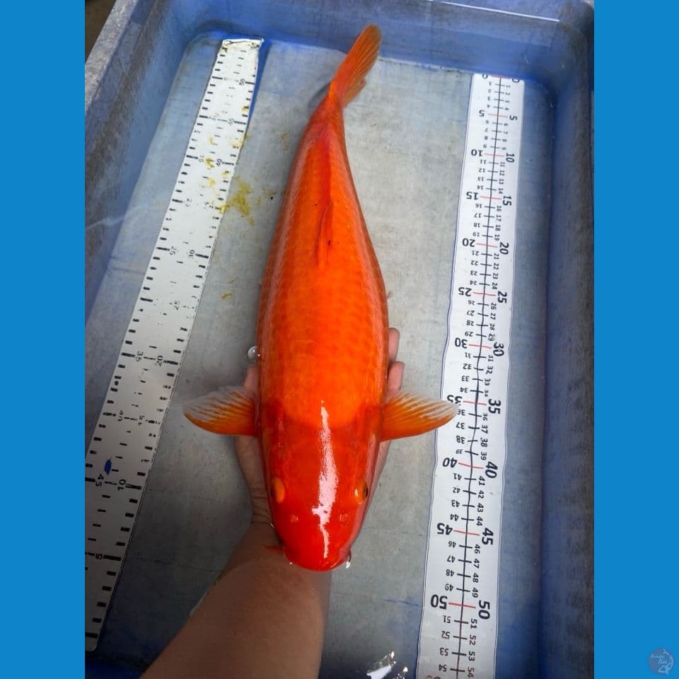 karashi red 47 cm