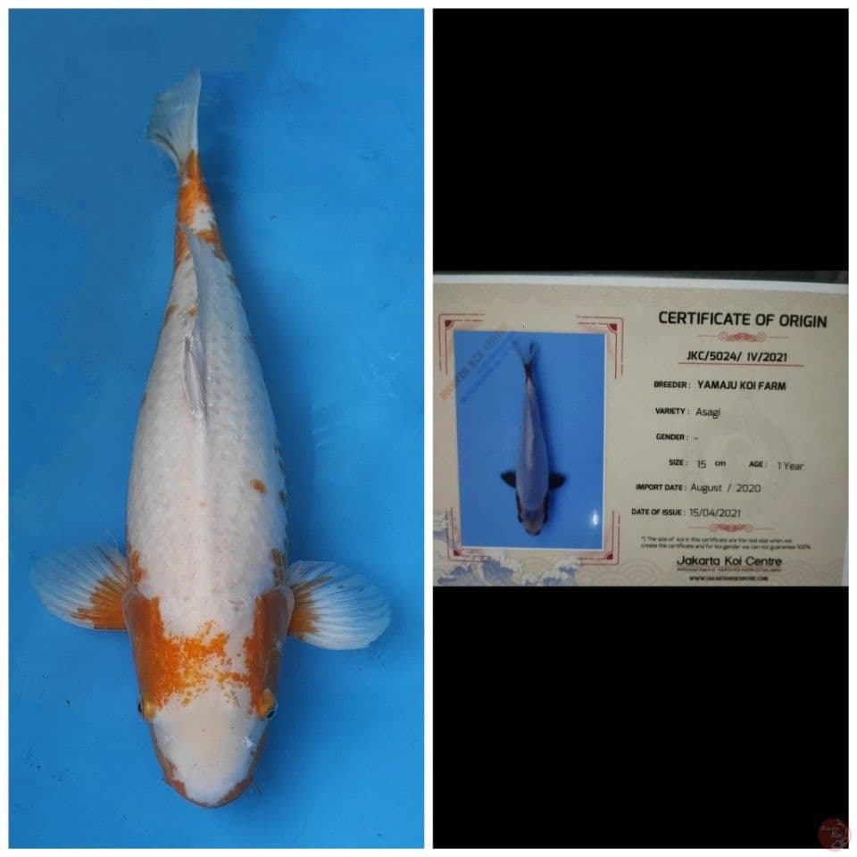 Jumbo Asagi Yamaju