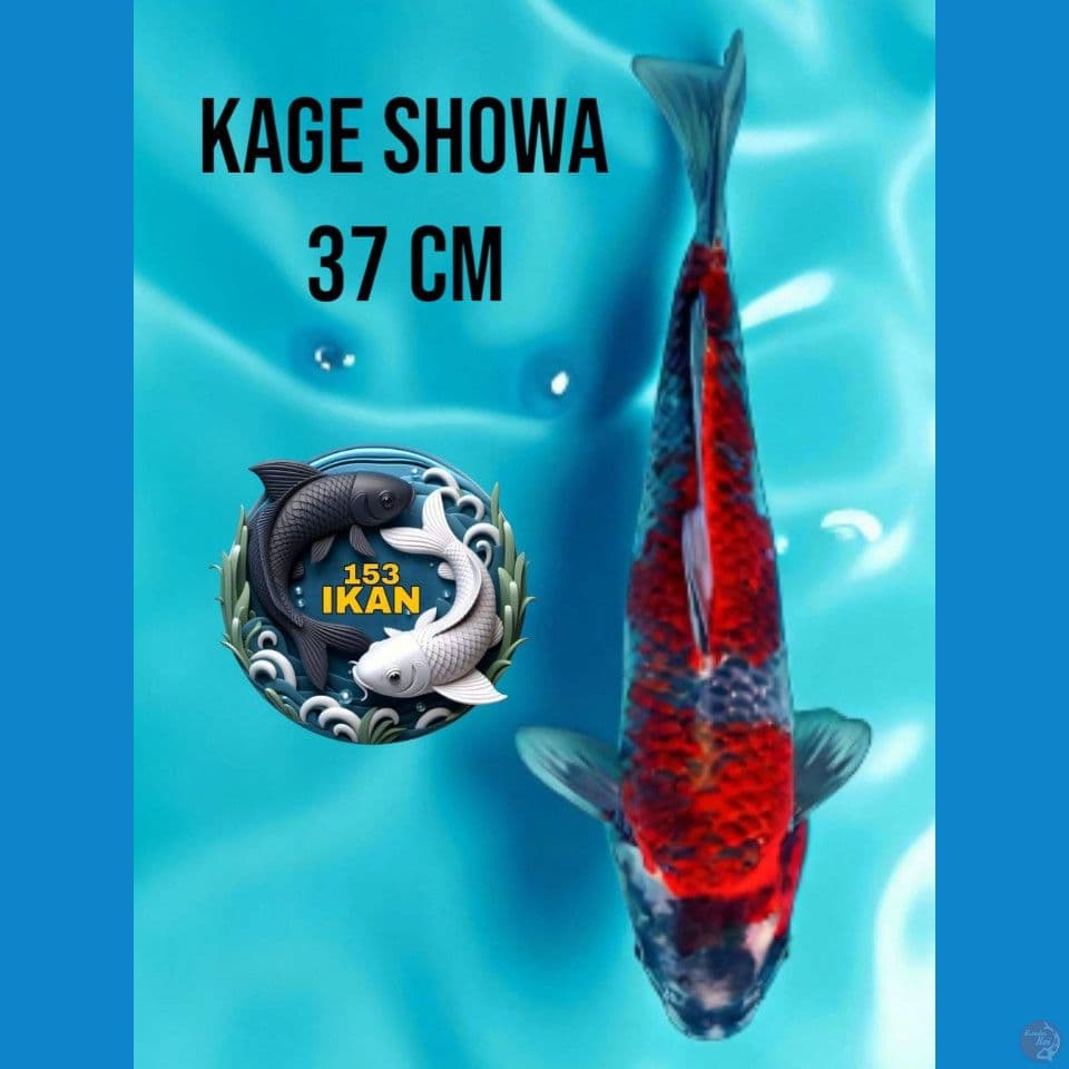 Kage Showa