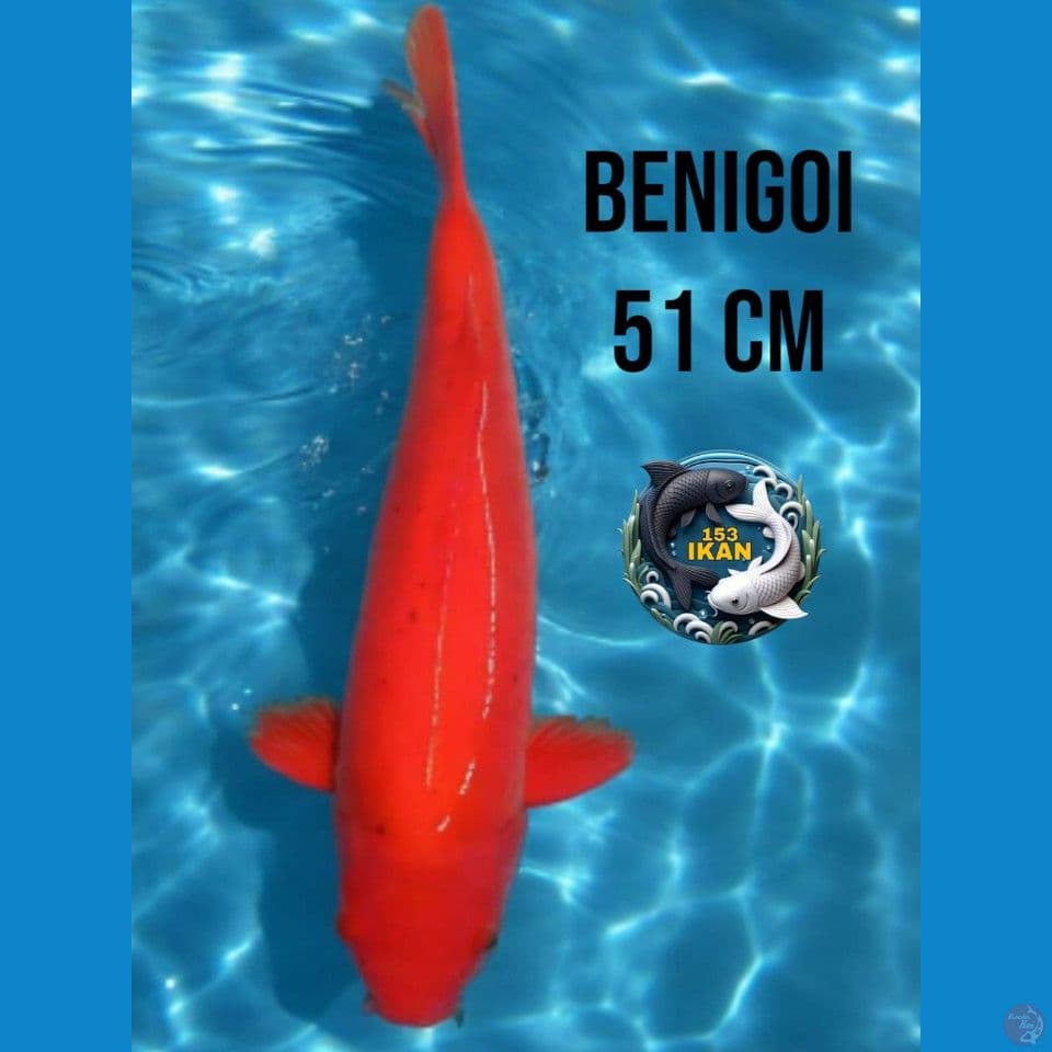 Benigoi