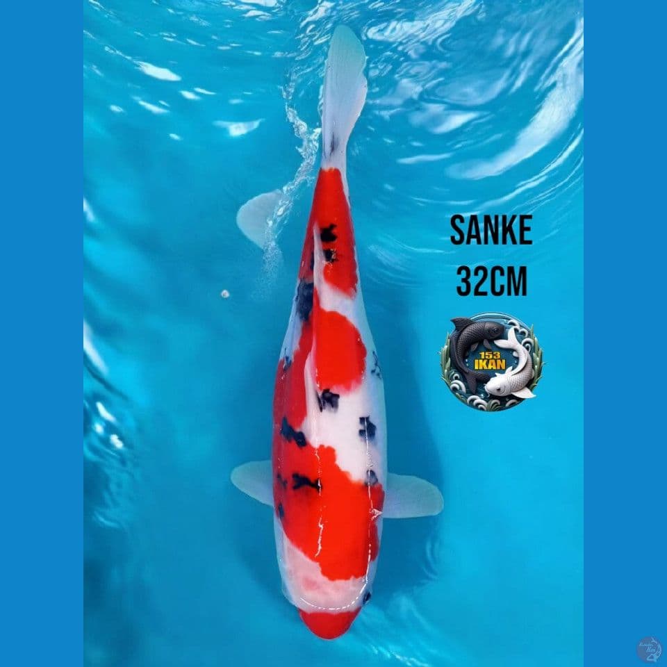 Sanke