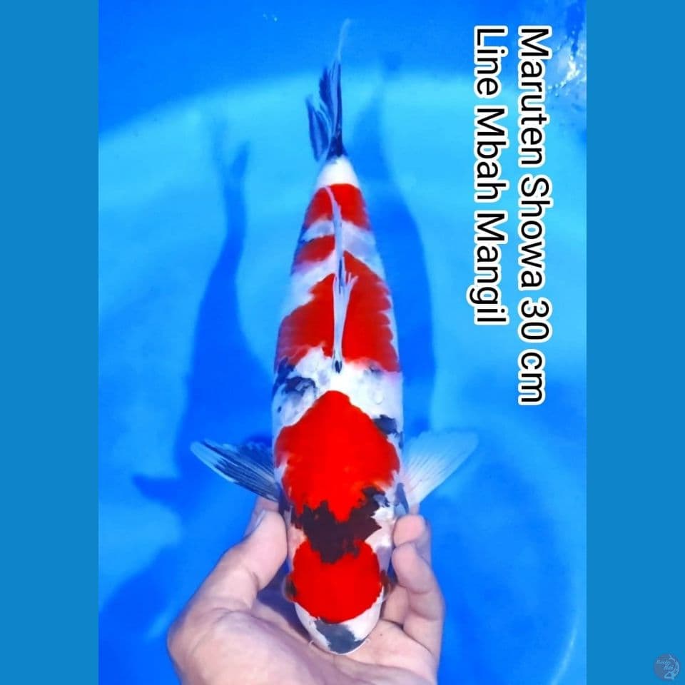 maruten showa 30cm