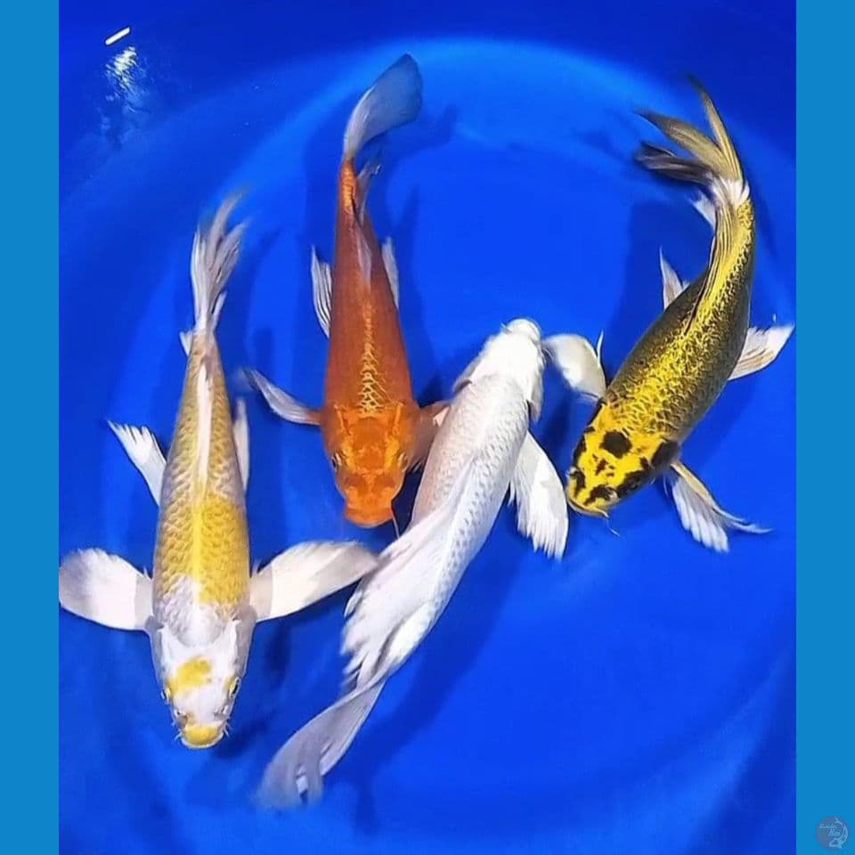 SPESIAL MIX KUMPAY 30-32CM