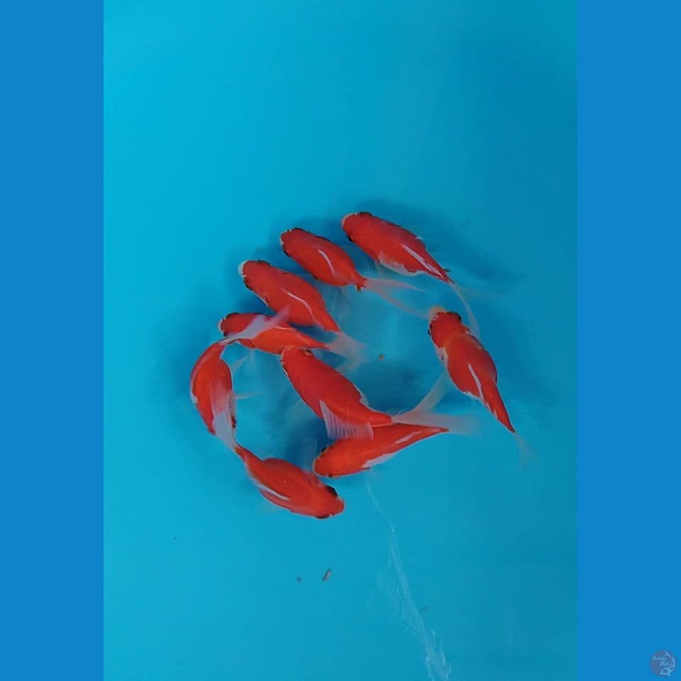 tamasaba 9 10 cm longtail