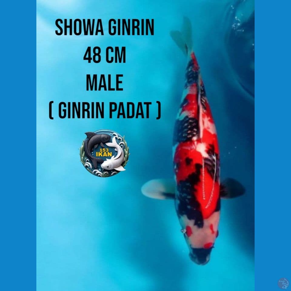 showa ginrin ginrin padat