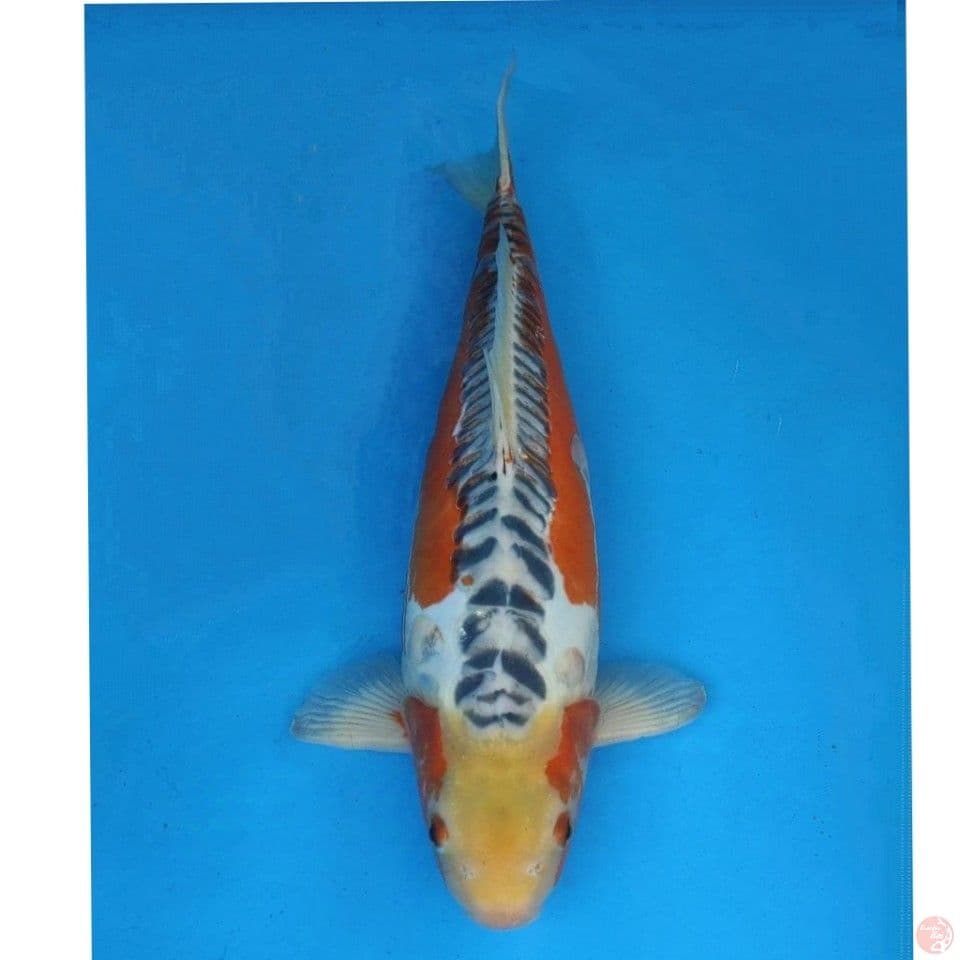 Yamaju Shusui
