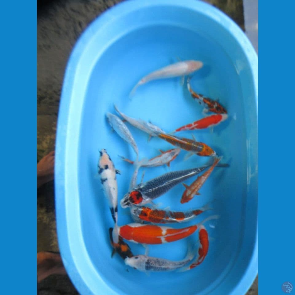 25bu-35cm Paket Mix Nano 16ekor