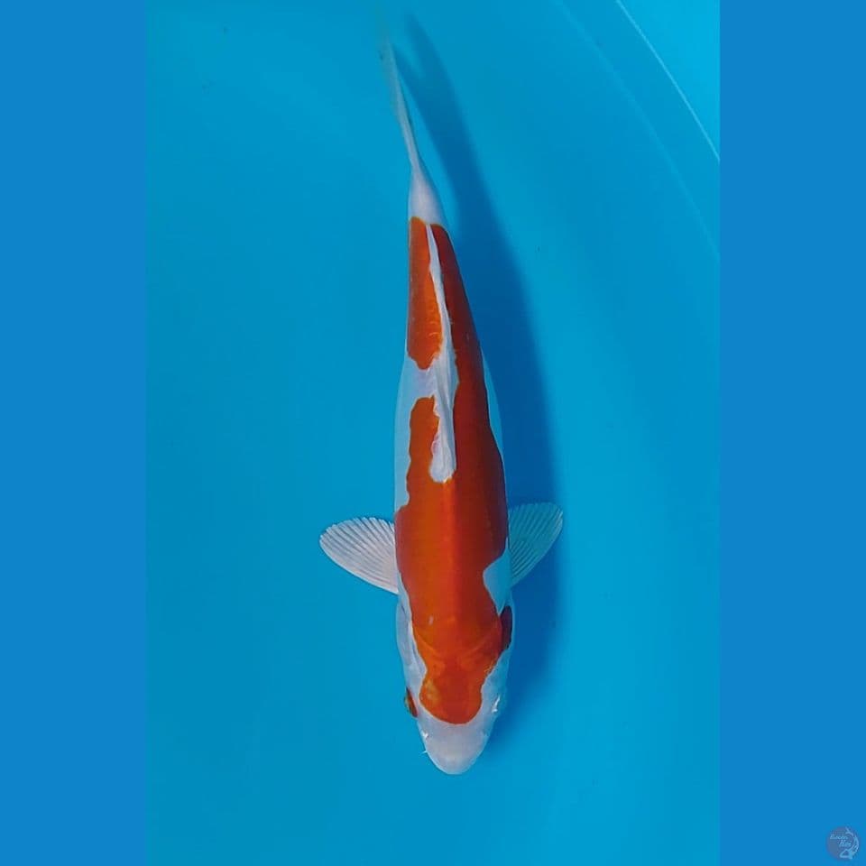 kohaku Hikari 28cm