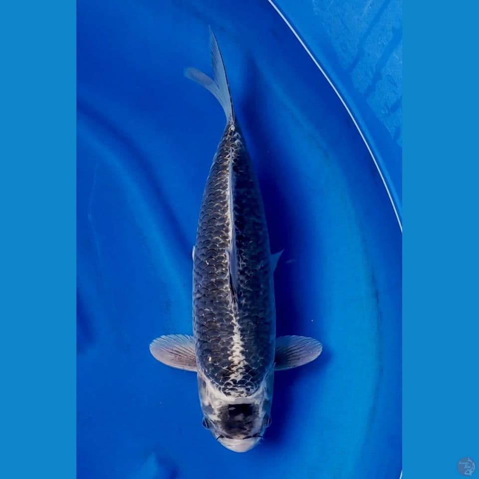 45cm male - Rare Kawarimono