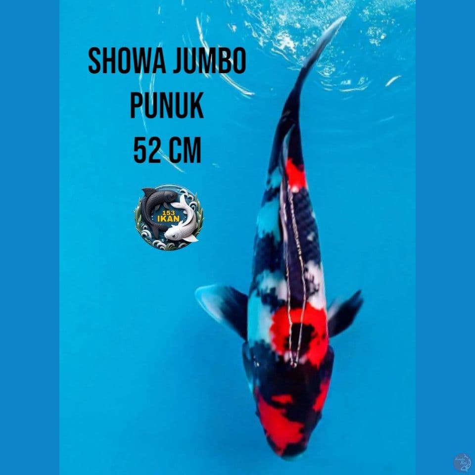 showa jumbo