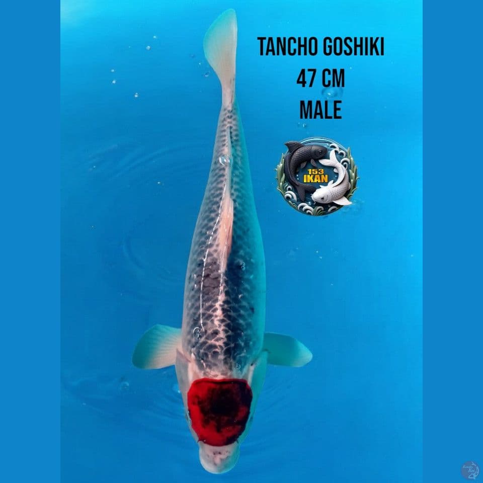 tanco ghosiki