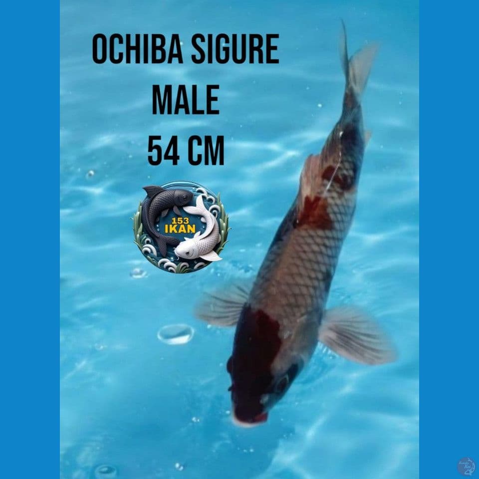 ochiba sigure