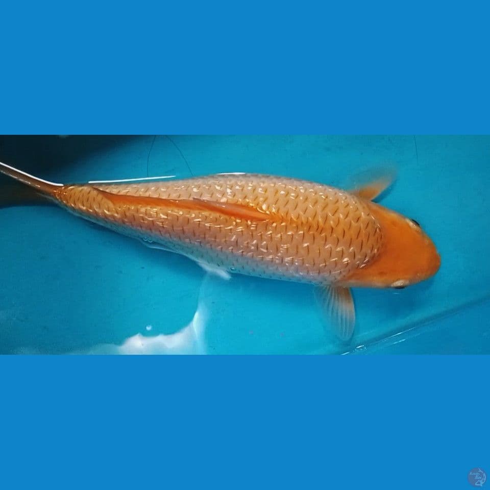 katamel bulky 32cm