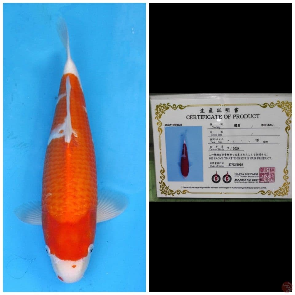 Ogata Kohaku