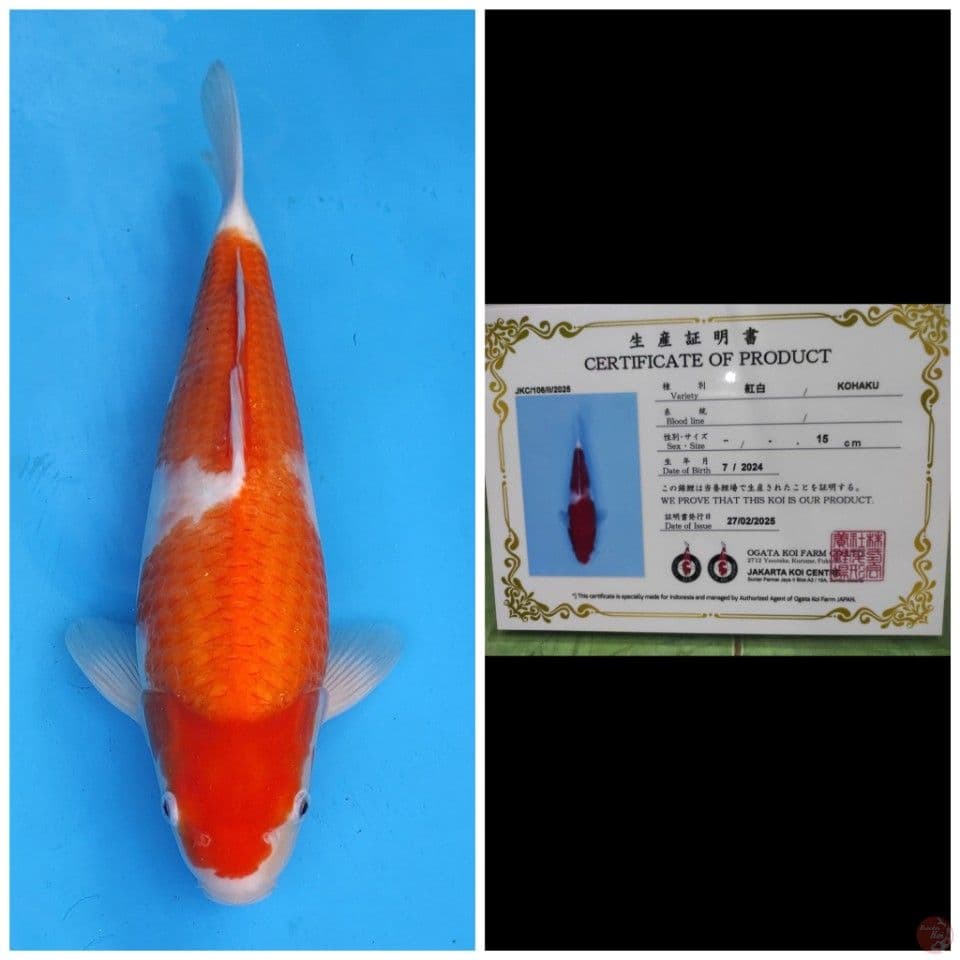 Ogata Kohaku