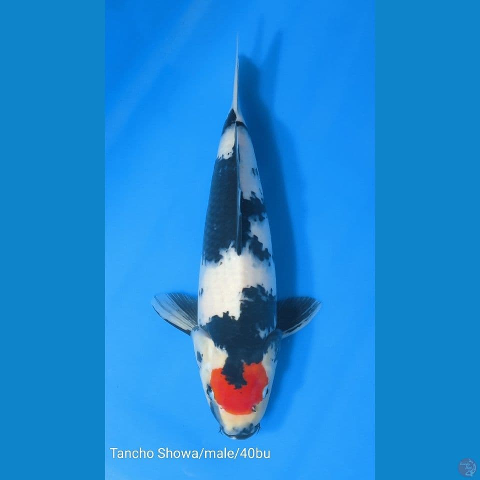 Tancho Showa size 40bu