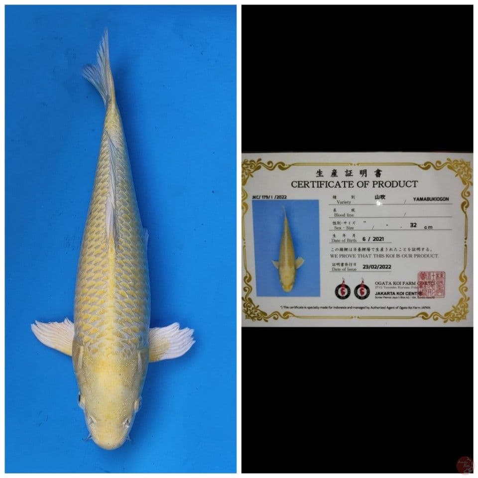 Ogata Yamabuki Ogon