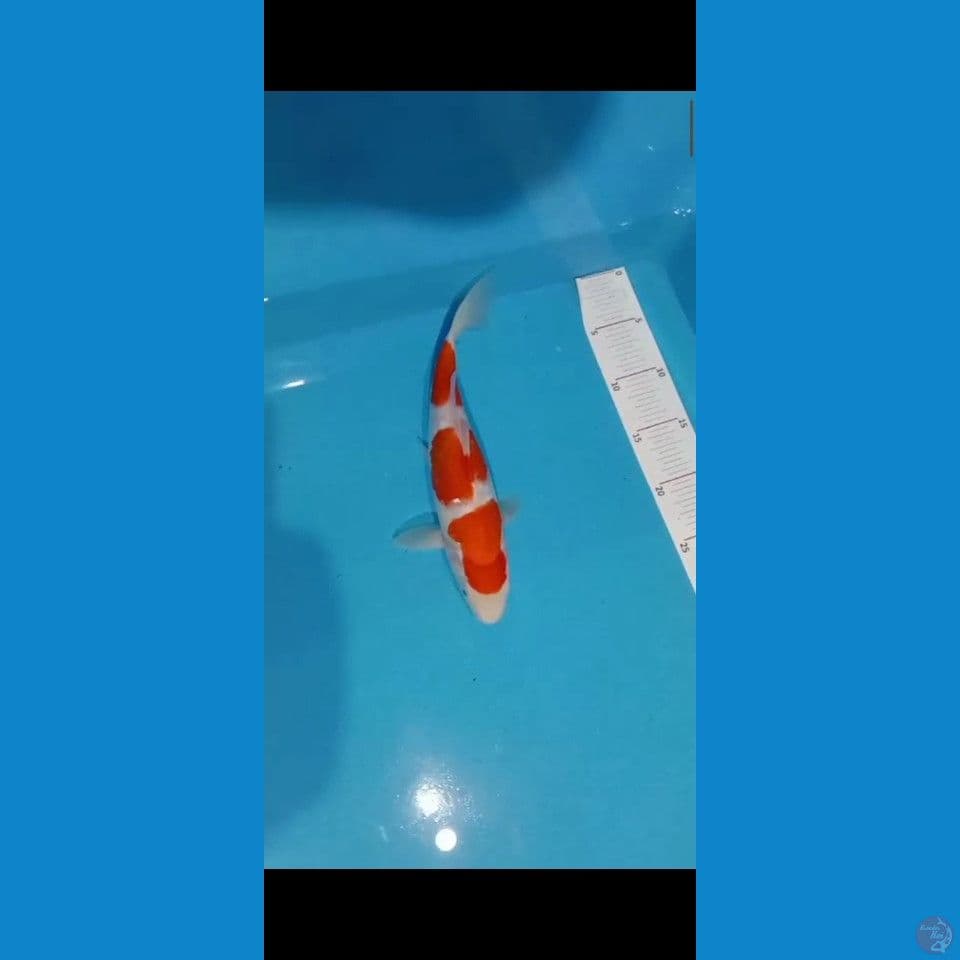 F1 murni kohaku 26cm