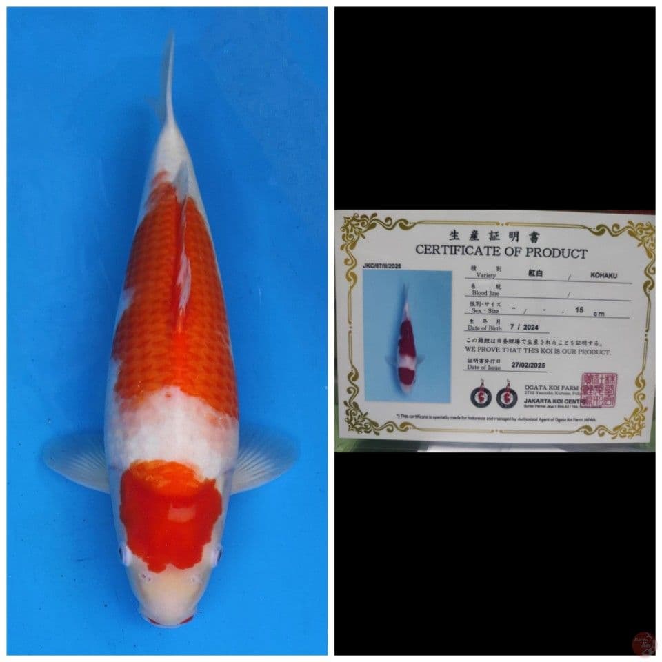 Ogata Kohaku