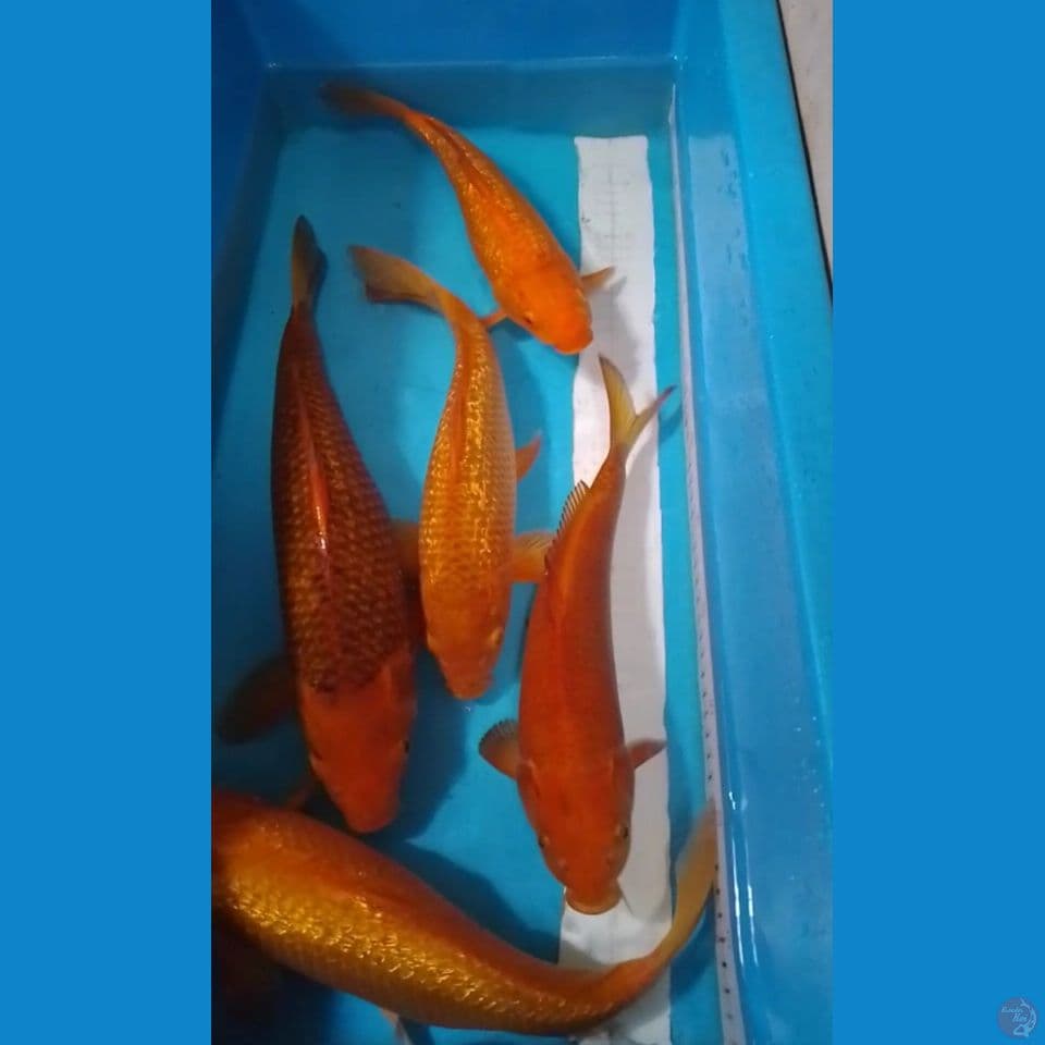 PAKET POLOSAN 5 EKOR 32-40CM