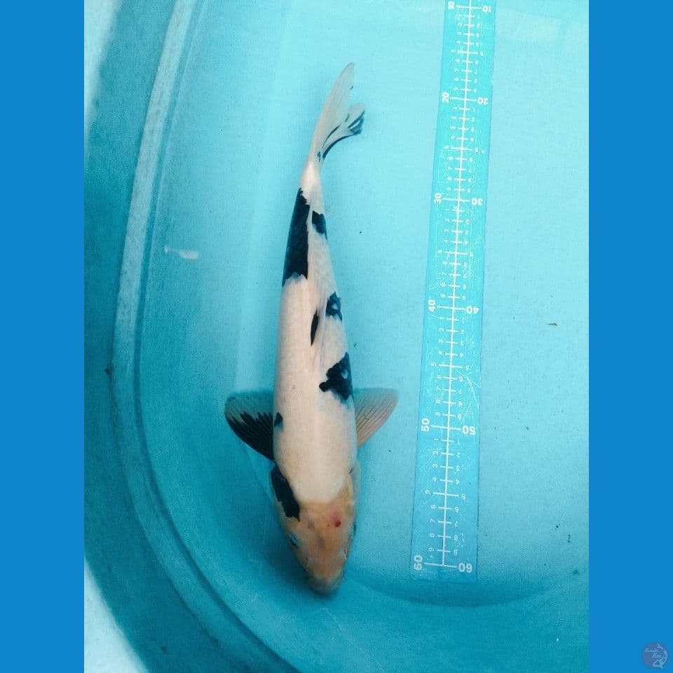 shiro 41 cm