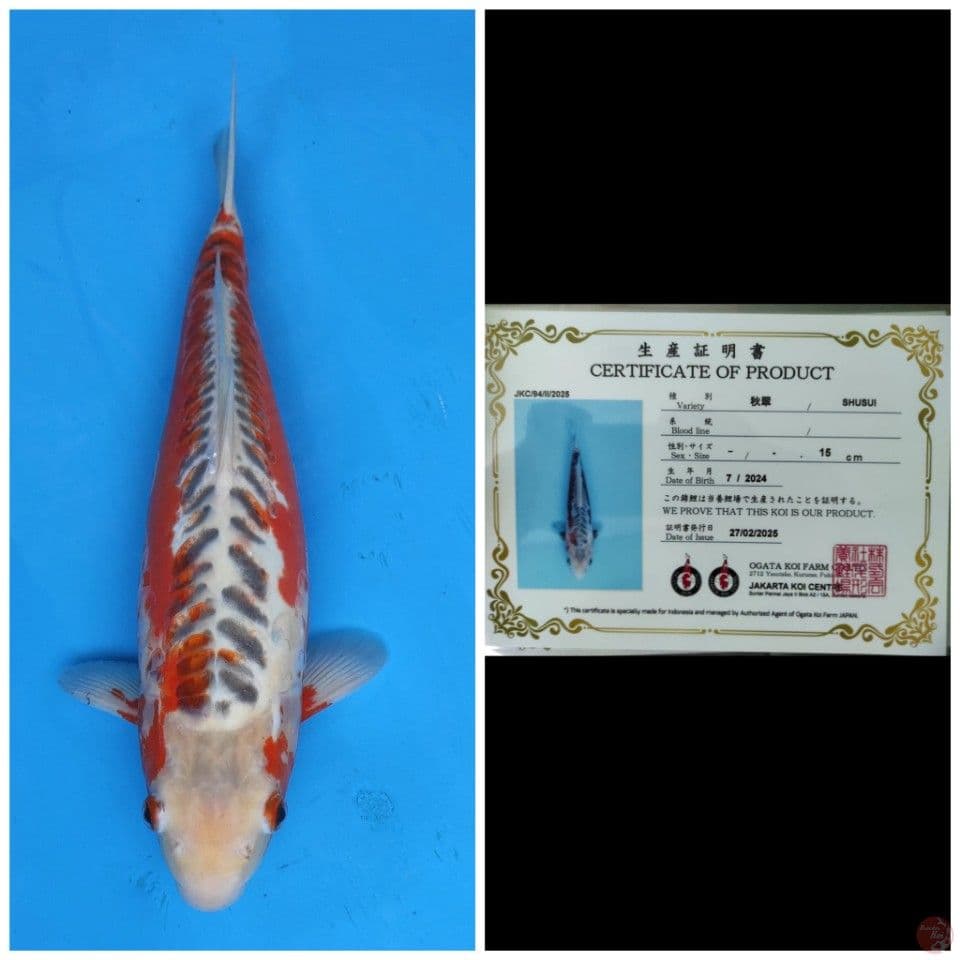 Ogata Shusui