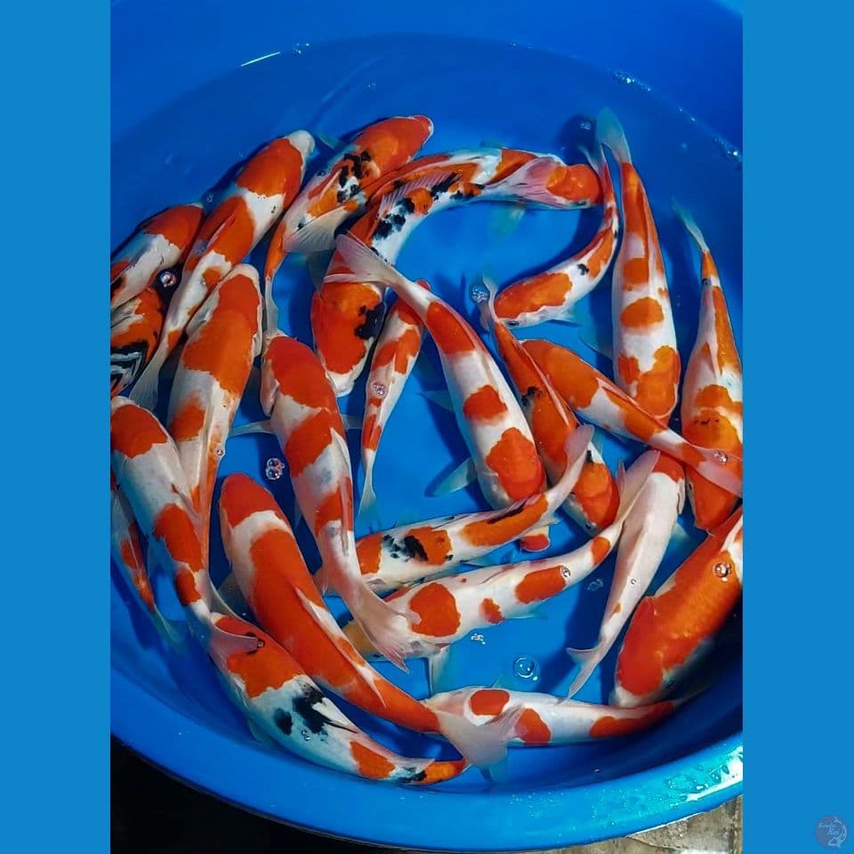PAKET KOHAKU SANKE 20-28 CM 24 EKOR