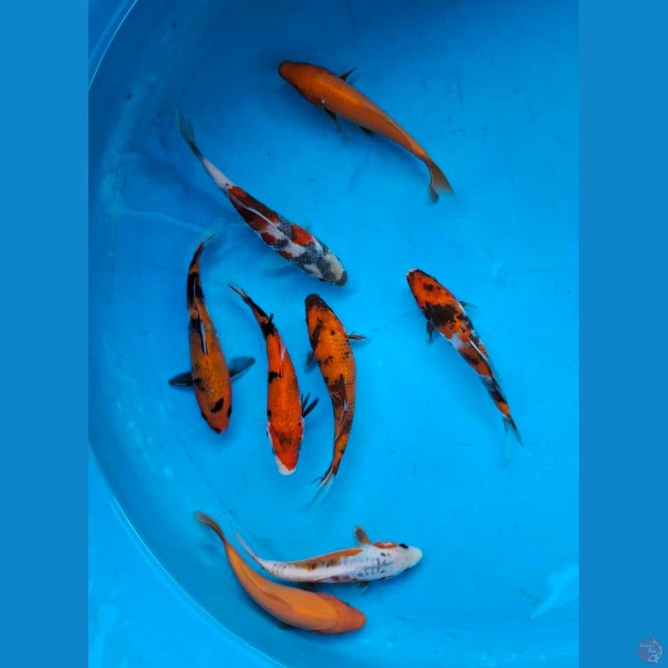 Mix koi12-14cm