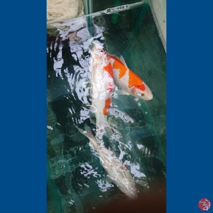 Mix koi