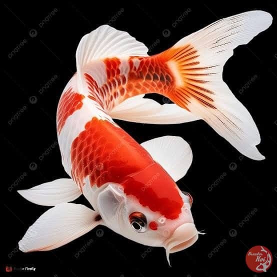 Kohaku