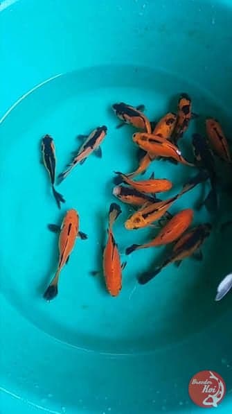 mix koi