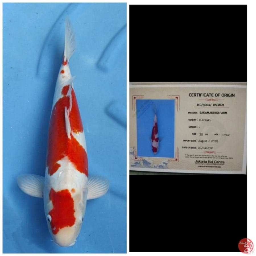 Kohaku testing