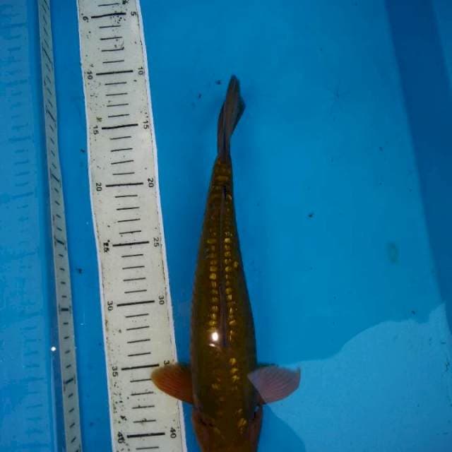 cagoi aragoke jos 31cm